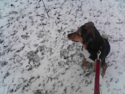 snow snow snow