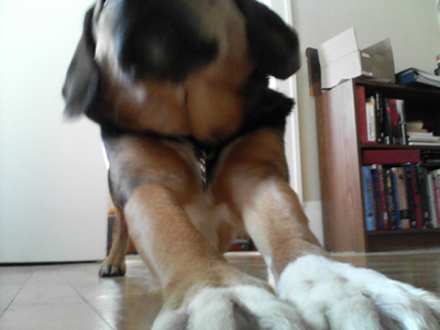 stretchy dog